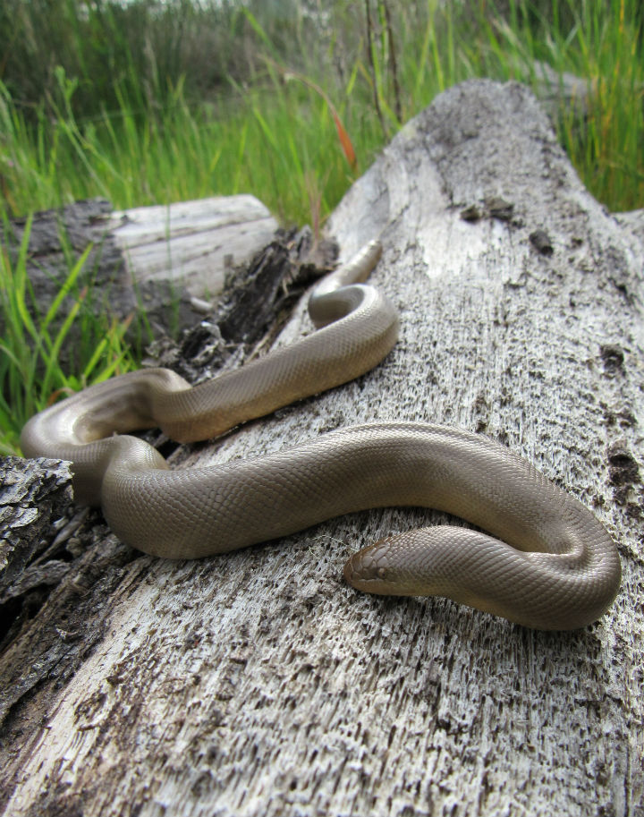 Rubber Boa